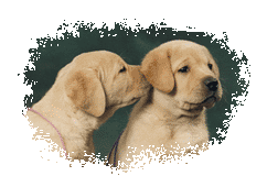 2 ptit chiot